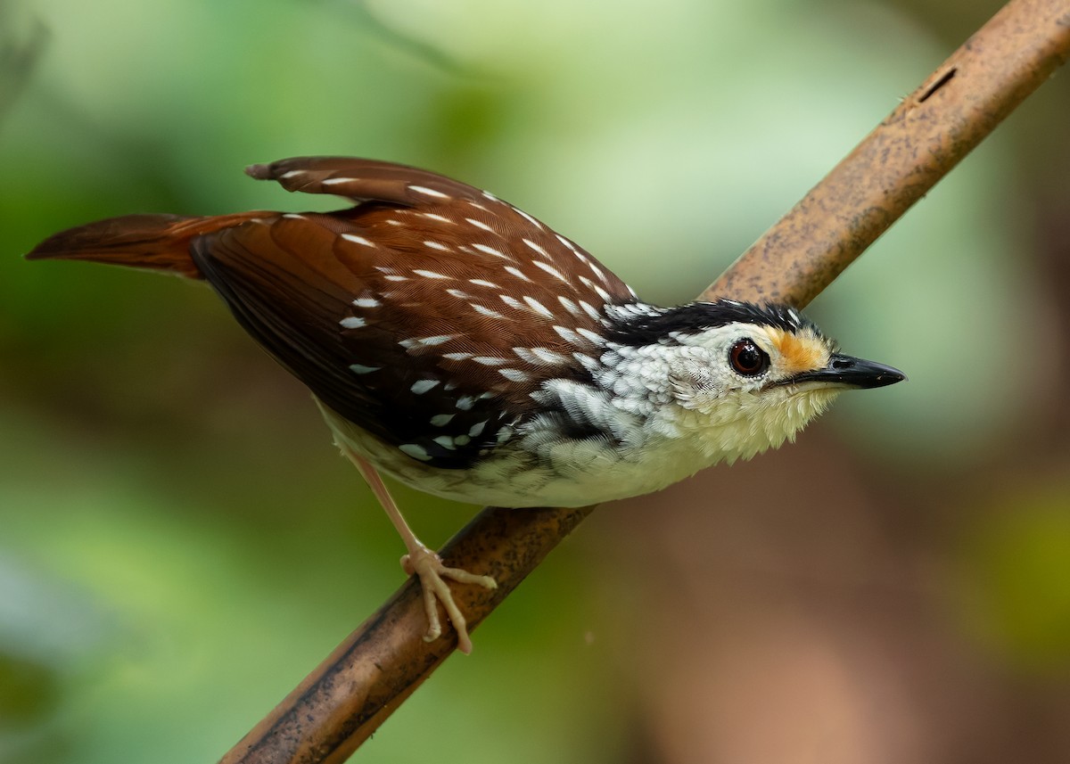 Striped Wren-Babbler - ML627051019
