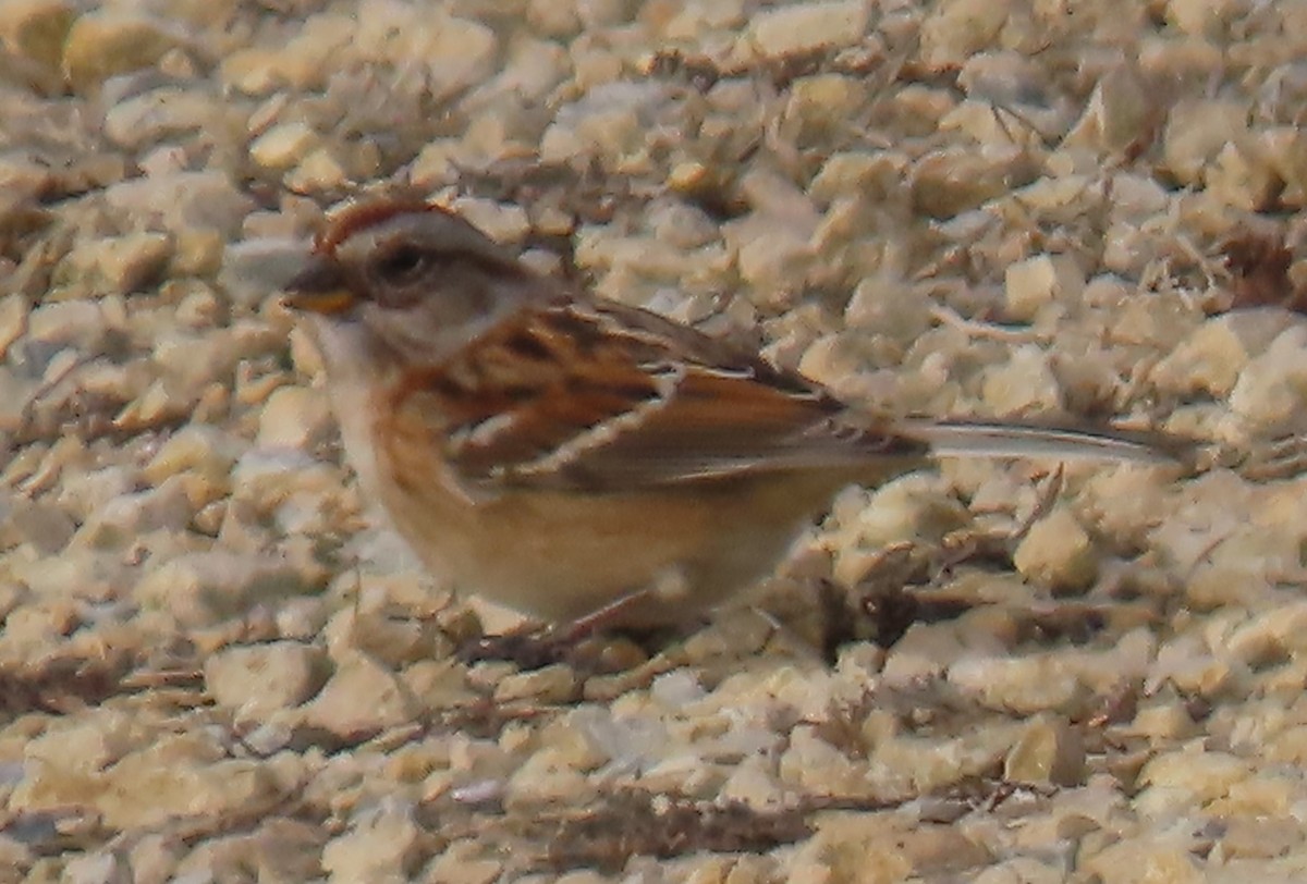 American Tree Sparrow - ML627051061