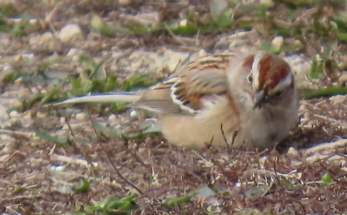 American Tree Sparrow - ML627051069