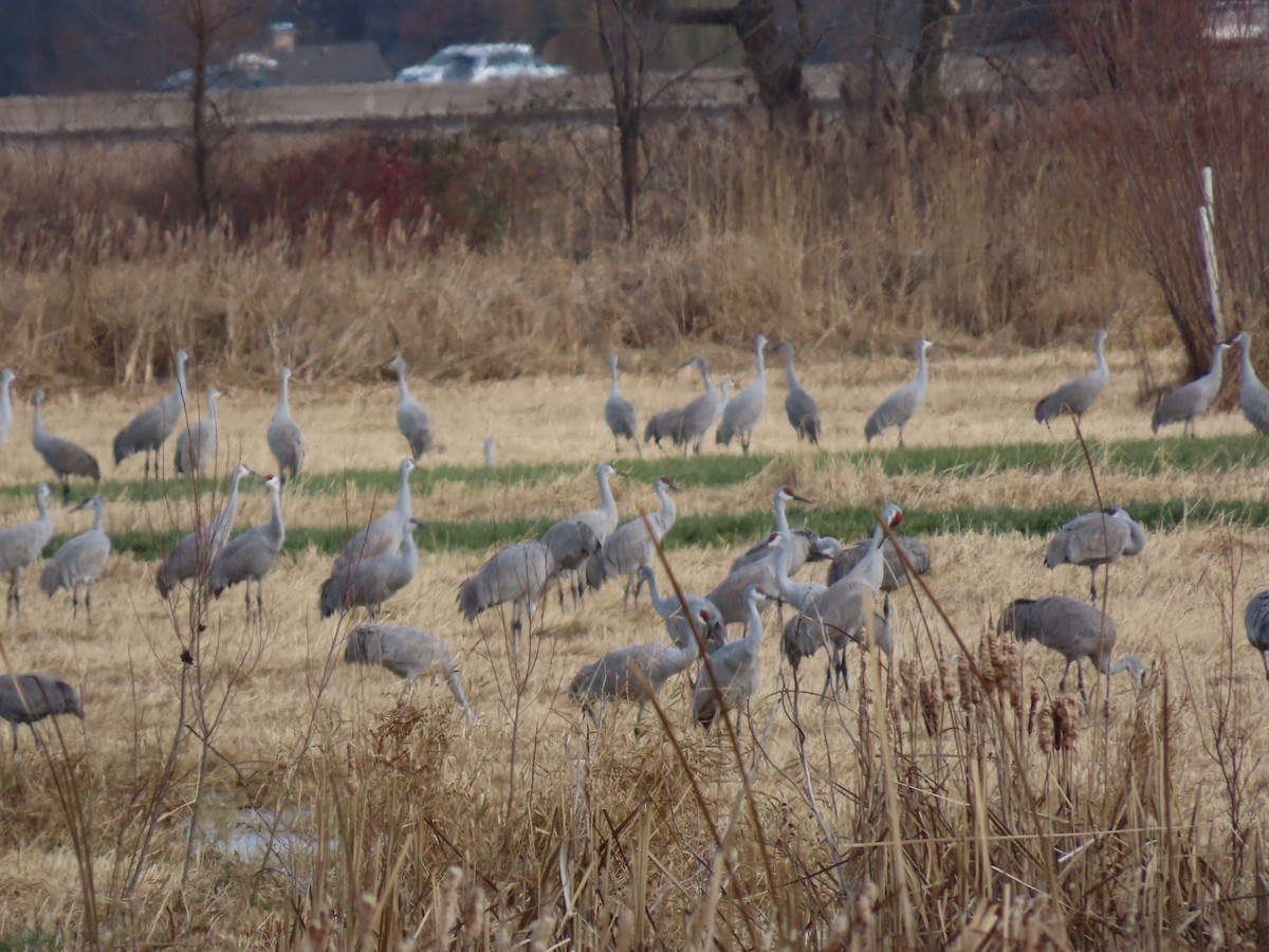 Sandhill Crane - ML627051114