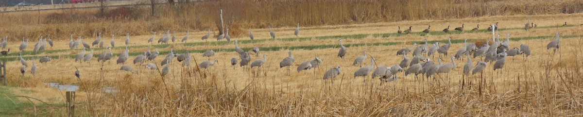 Sandhill Crane - ML627051120