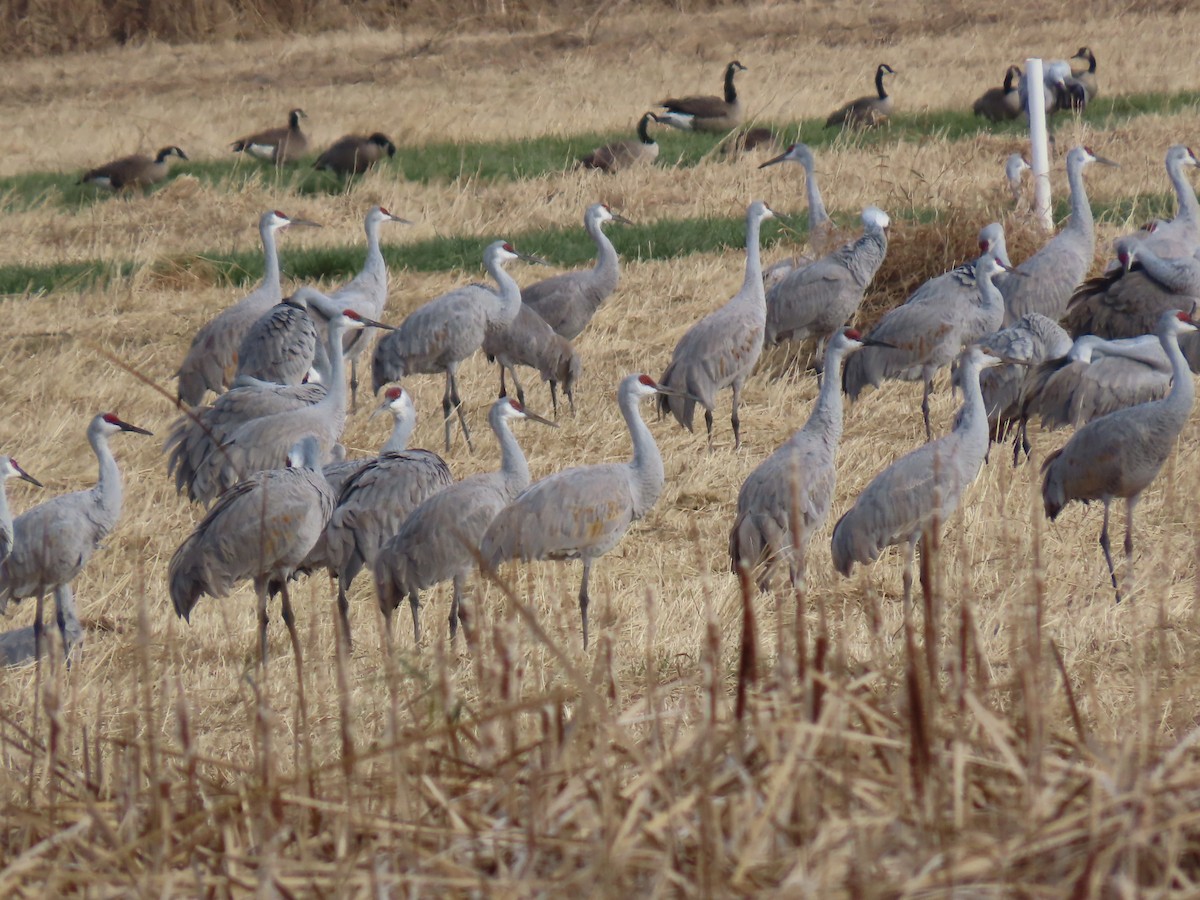 Sandhill Crane - ML627051126