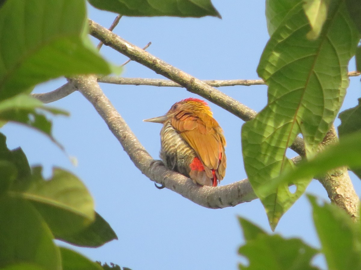 Red-rumped Woodpecker - ML627051187