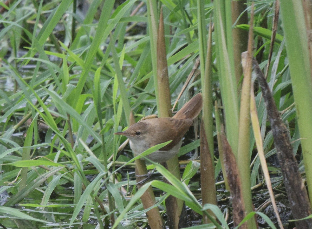 Lesser Swamp Warbler - ML627051265