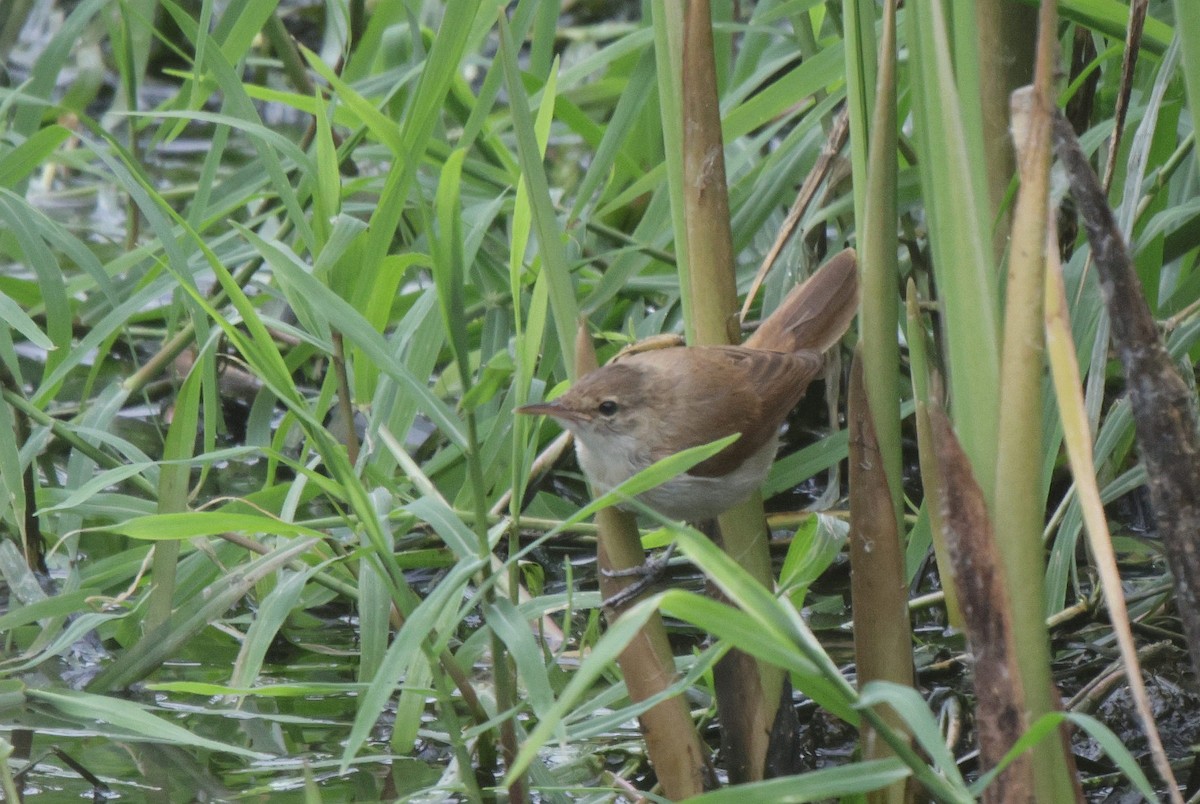 Lesser Swamp Warbler - ML627051266