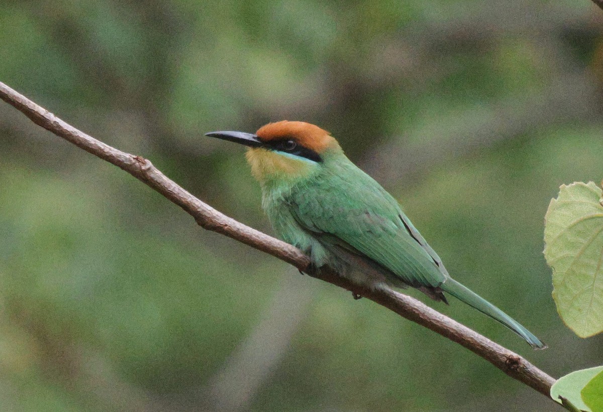Böhm's Bee-eater - ML627051357
