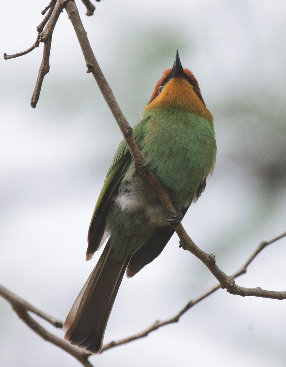 Böhm's Bee-eater - ML627051358