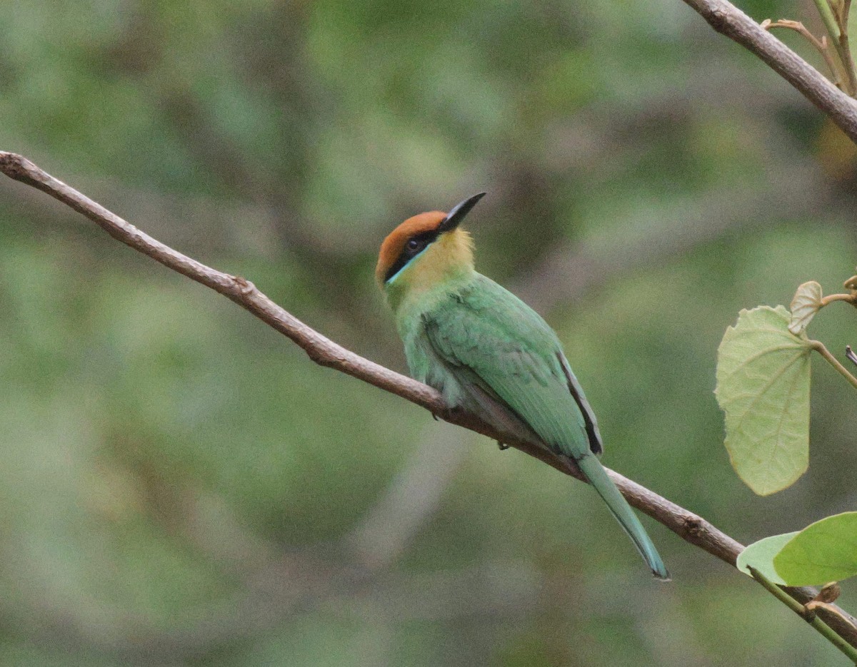 Böhm's Bee-eater - ML627051359
