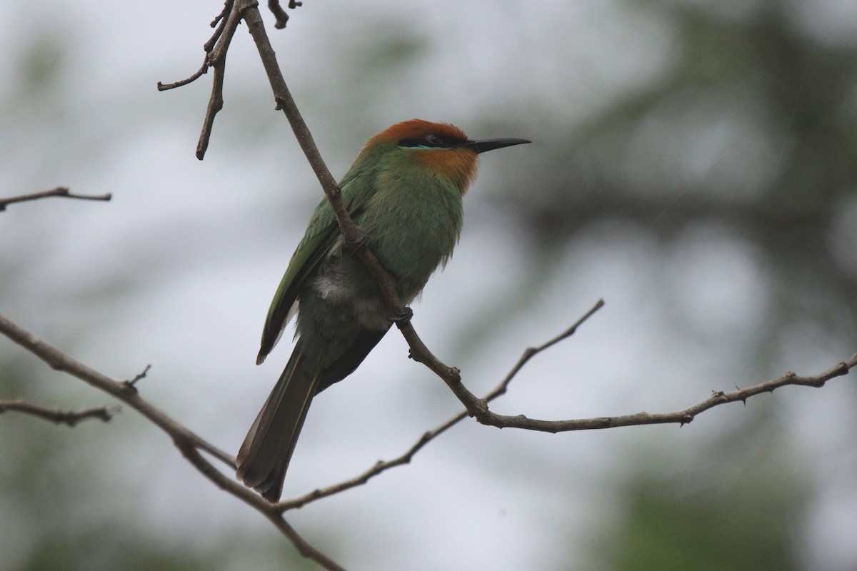 Böhm's Bee-eater - ML627051360