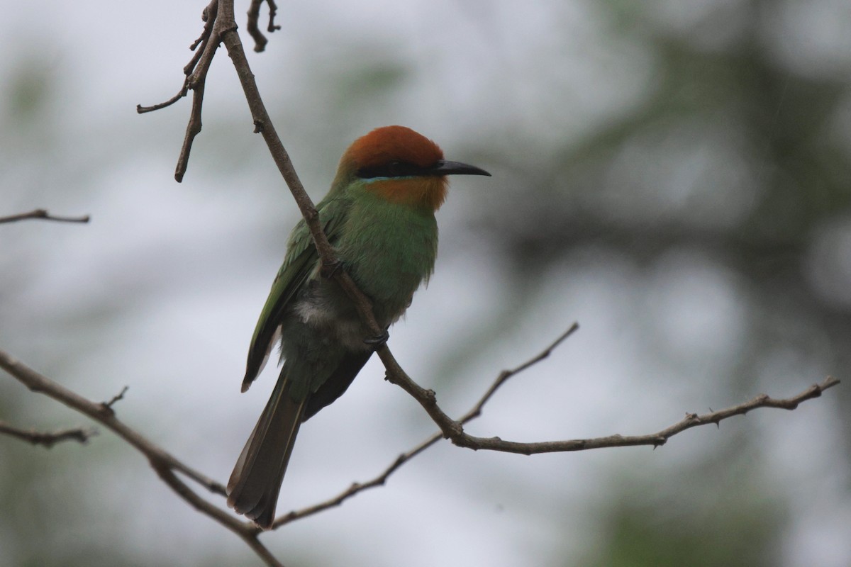 Böhm's Bee-eater - ML627051362