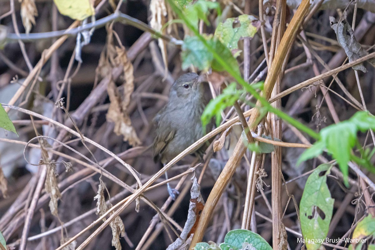 Malagasy Brush-Warbler - ML627051410