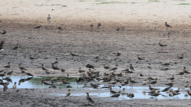 Black-winged Pratincole - ML627051662