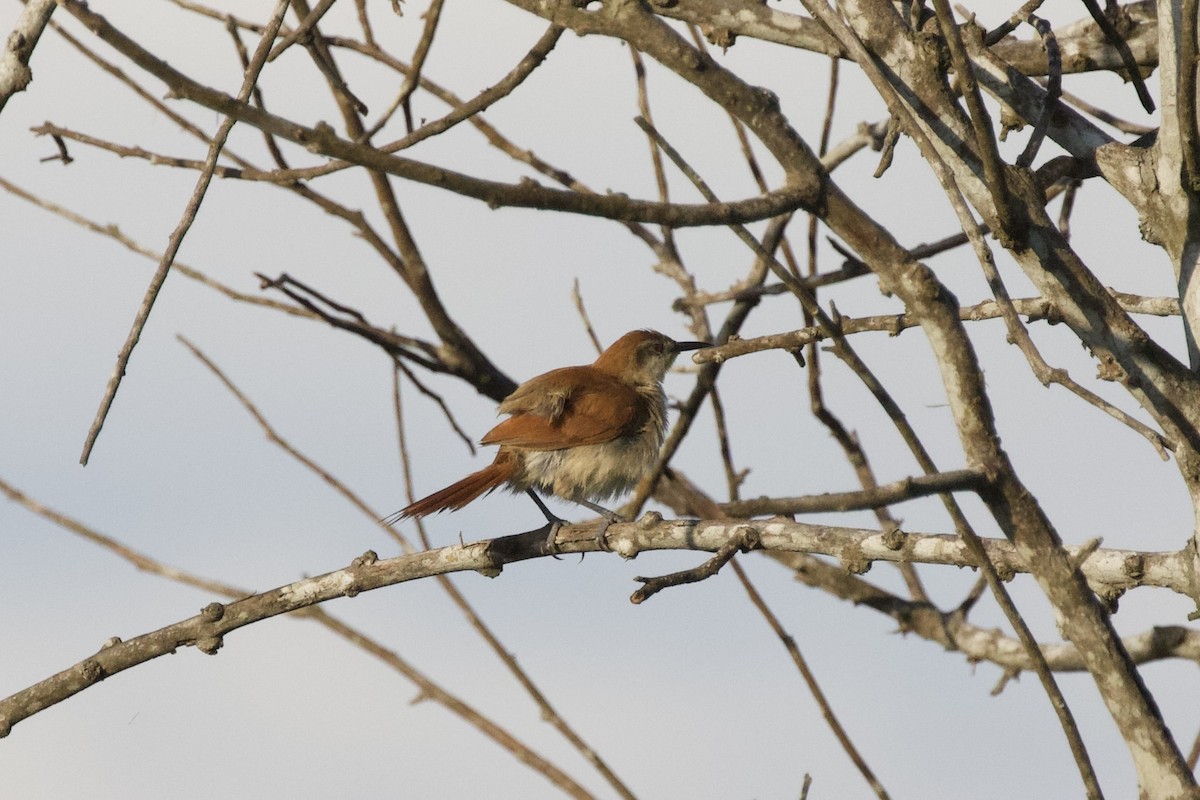 Yellow-chinned Spinetail - ML627051917