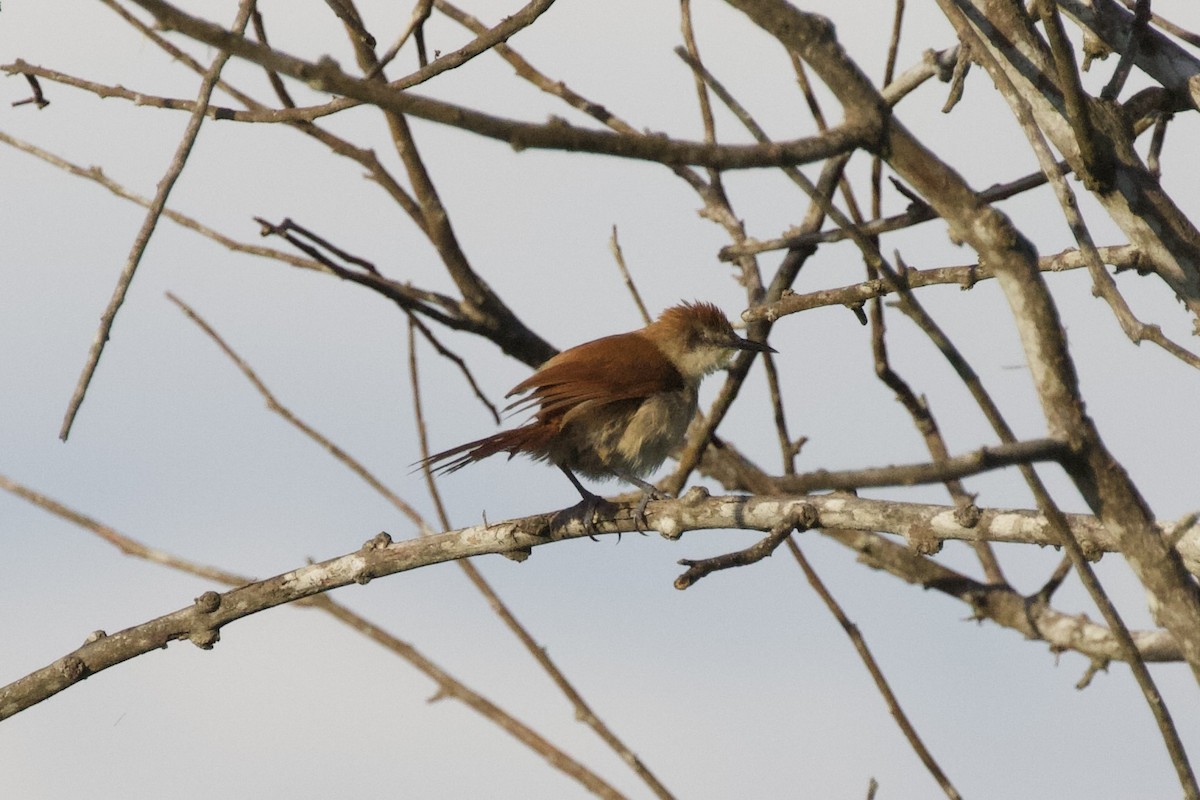 Yellow-chinned Spinetail - ML627051918