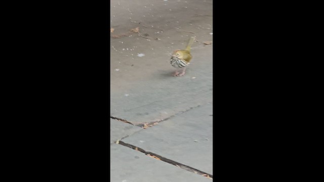 Ovenbird - ML627051948