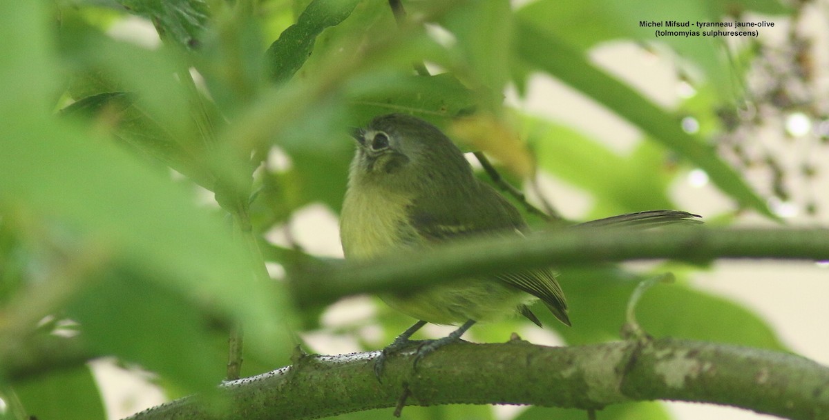 Yellow-olive Flatbill - ML627052057