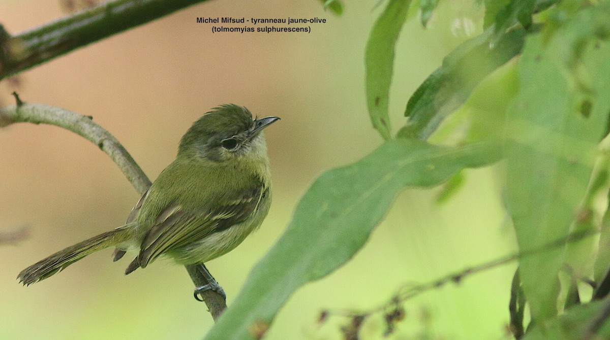 Yellow-olive Flatbill - ML627052064