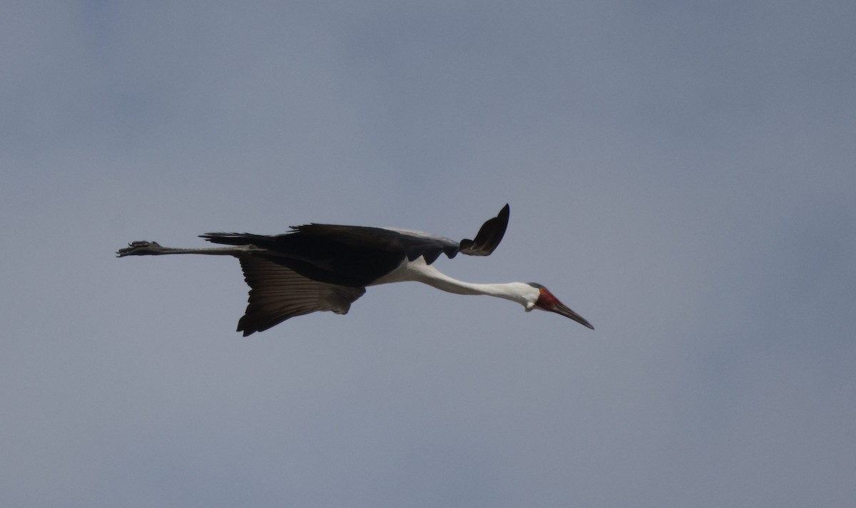 Wattled Crane - ML627052105