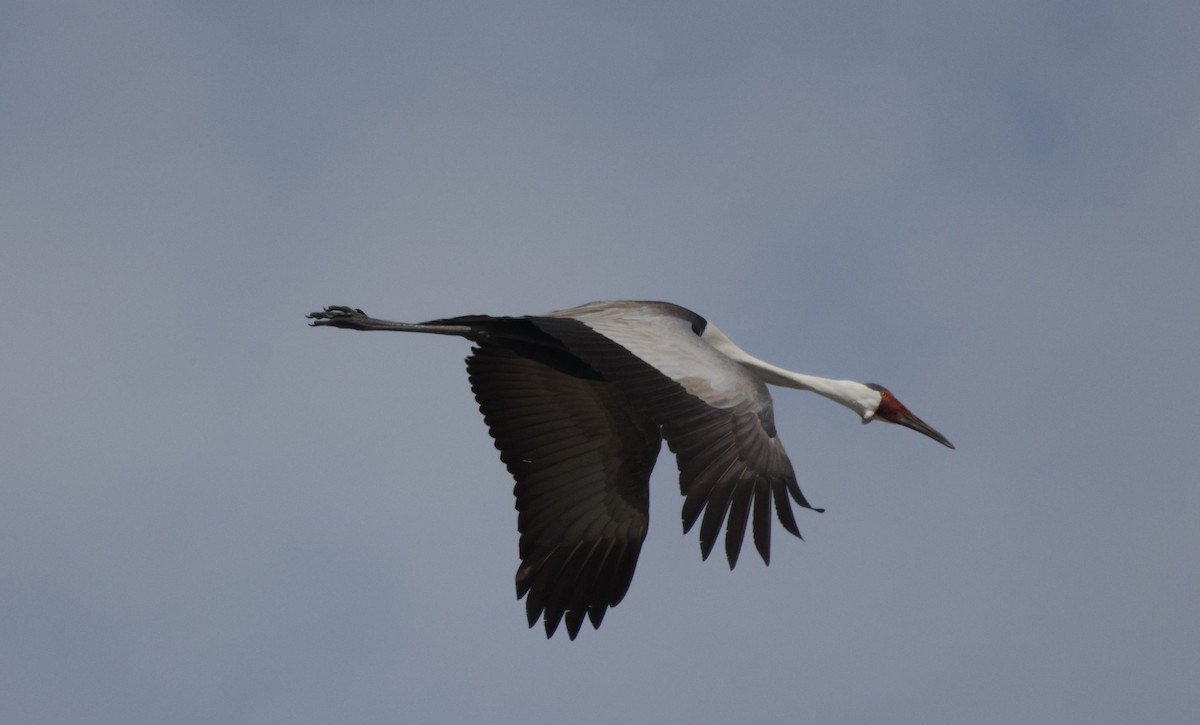 Wattled Crane - ML627052106