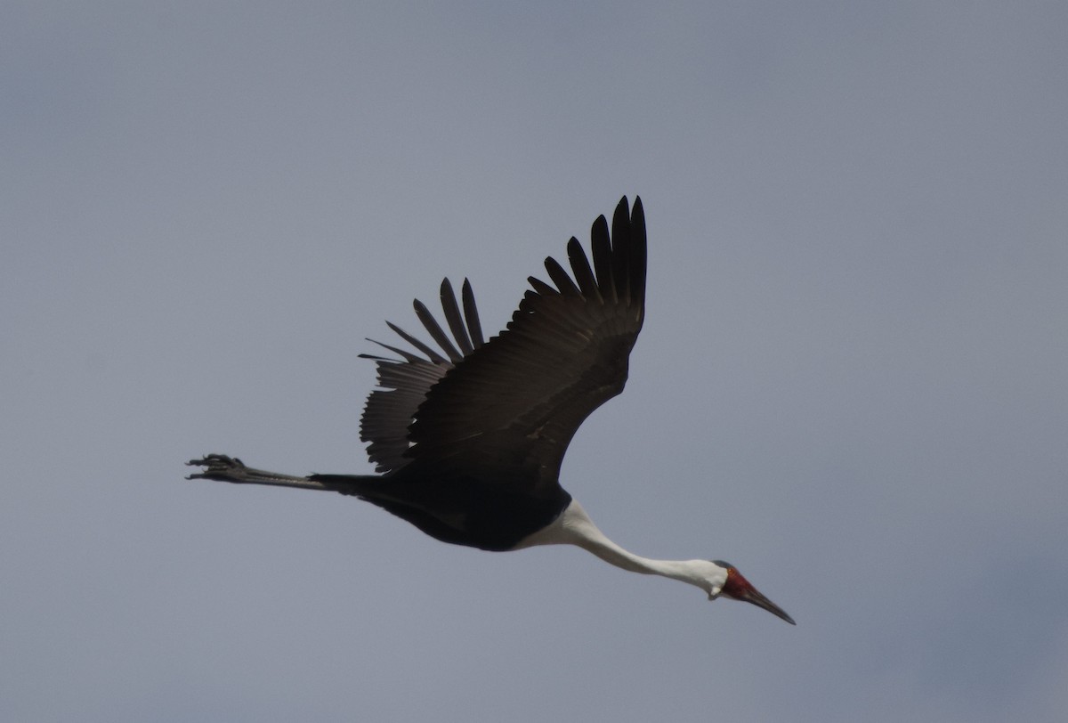 Wattled Crane - ML627052107