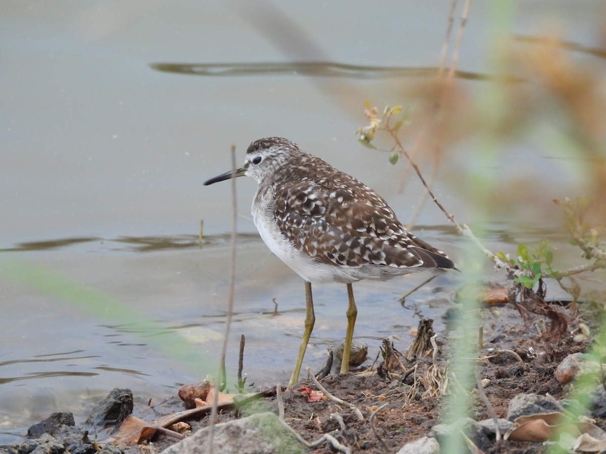 Wood Sandpiper - ML627052328