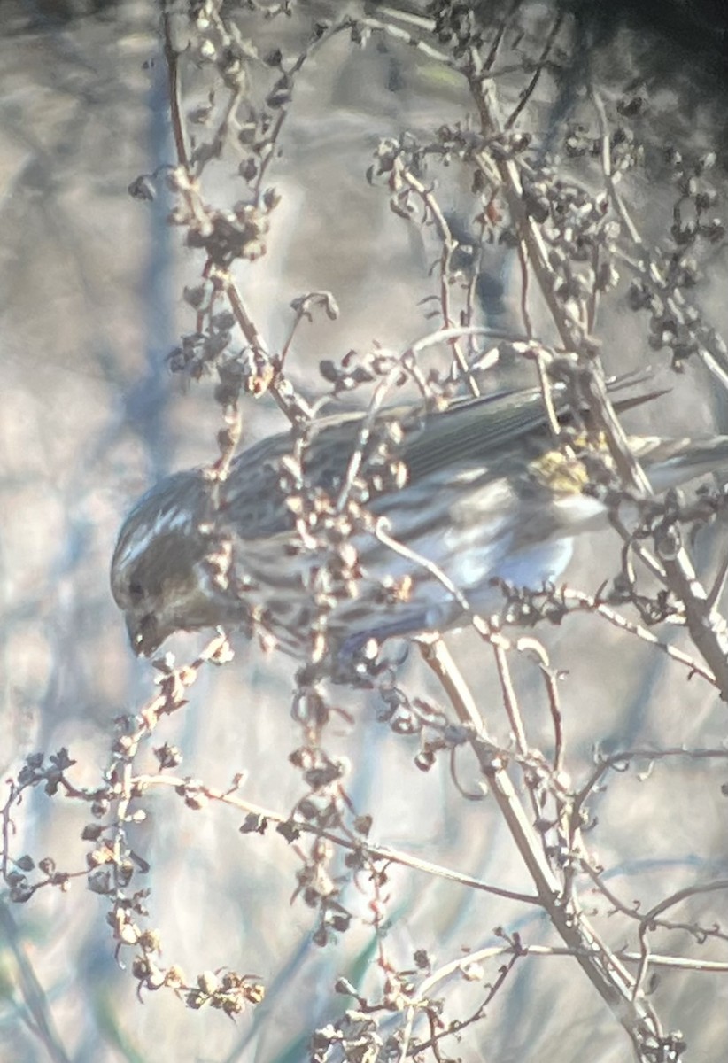 Purple Finch - ML627052361