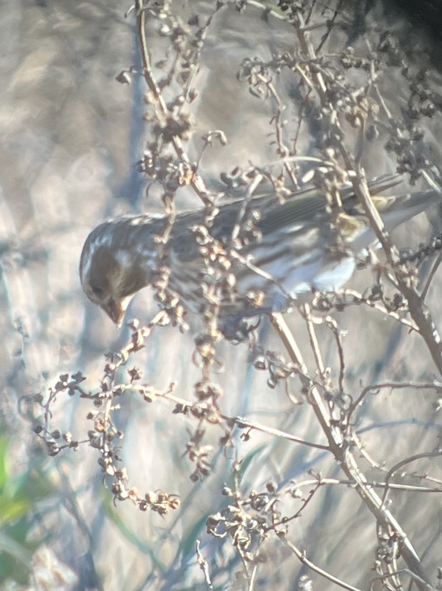 Purple Finch - ML627052366