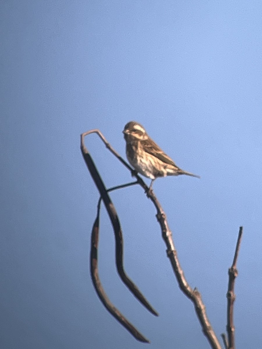 Purple Finch - ML627052369