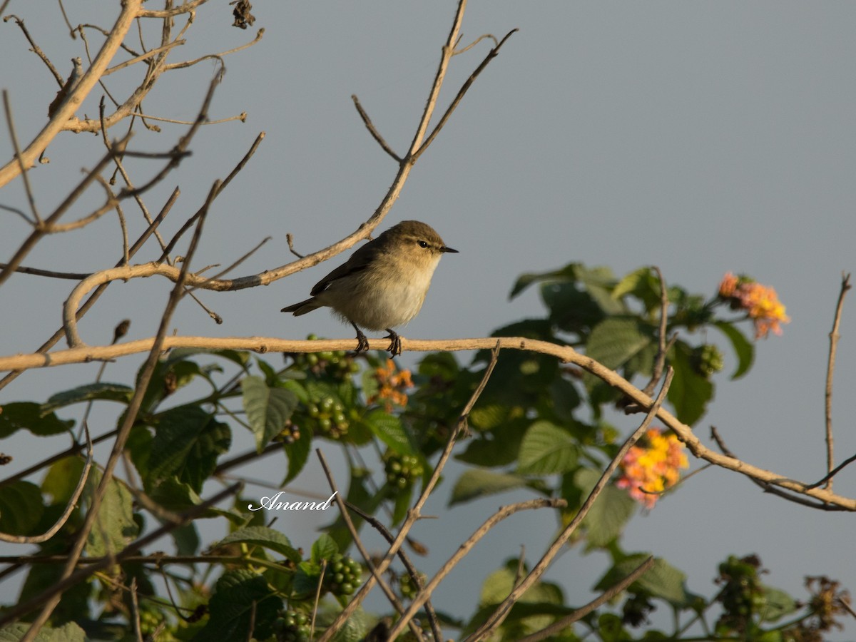 Common Chiffchaff - ML627052444
