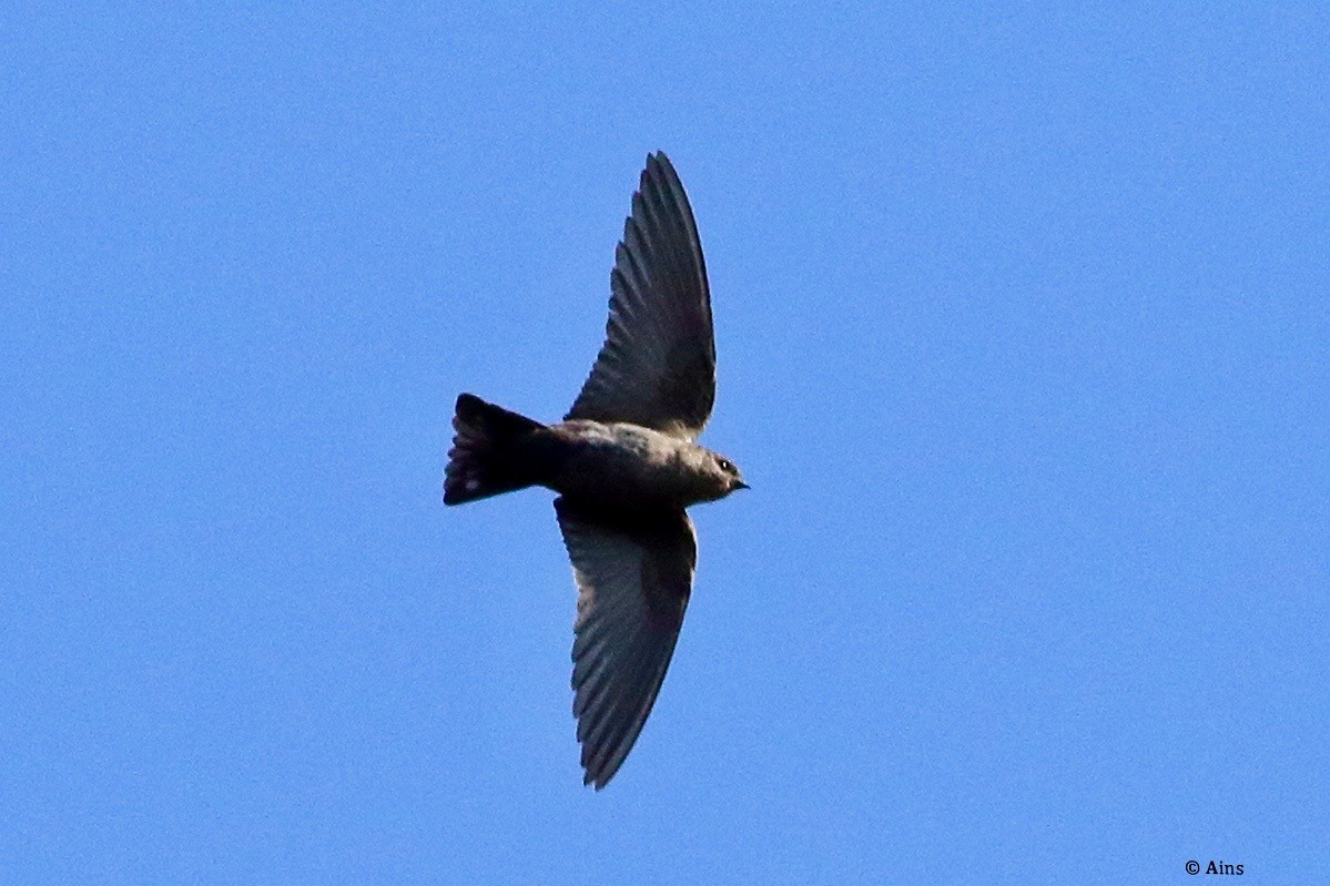 Dusky Crag-Martin - ML627052501