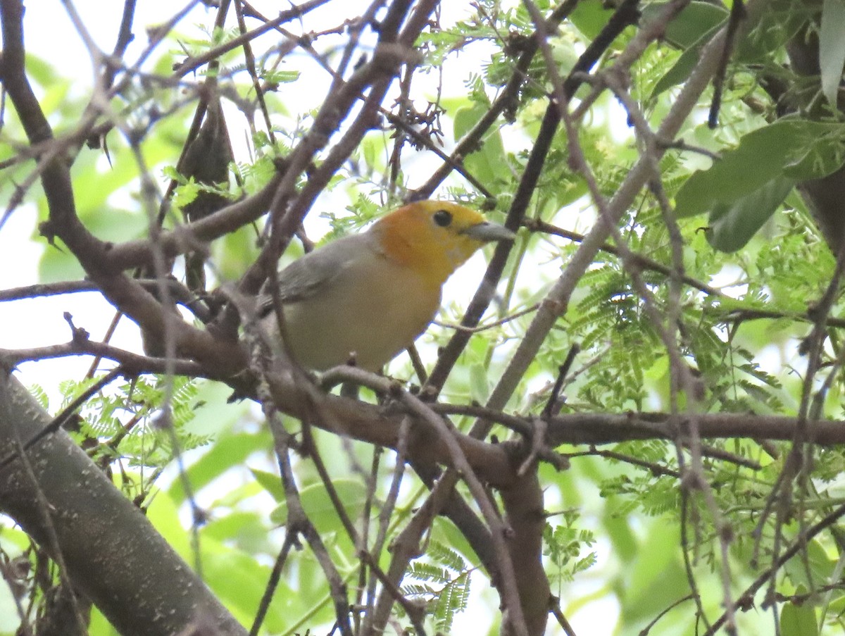 Orange-headed Tanager - ML627052585