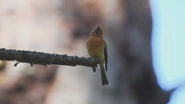 Хохлатый мухолов - ML627052703