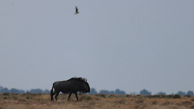 Black-winged Pratincole - ML627052739