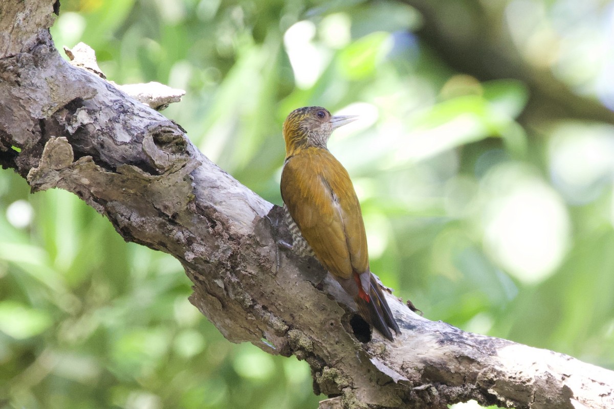 Red-rumped Woodpecker - ML627052871