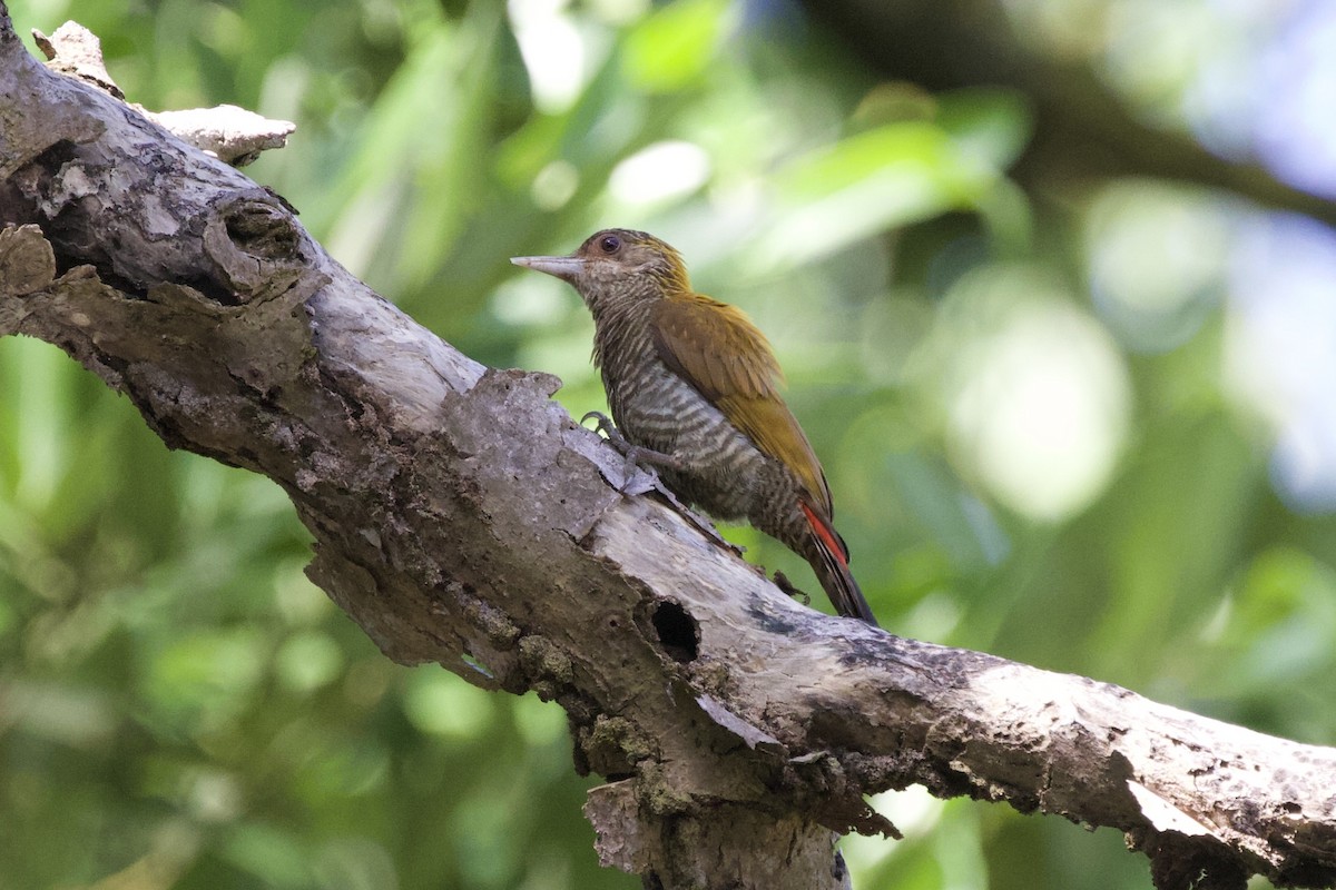 Red-rumped Woodpecker - ML627052872