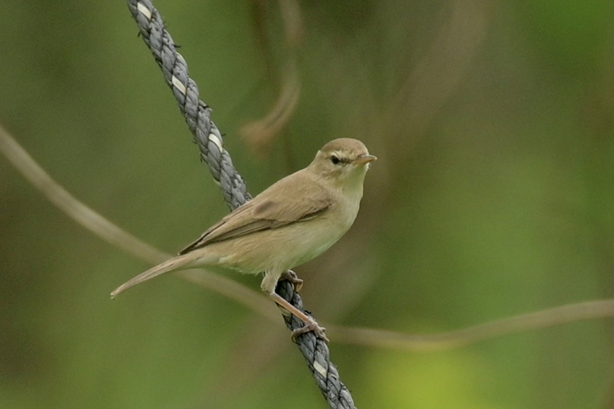 Buschspötter - ML627053083