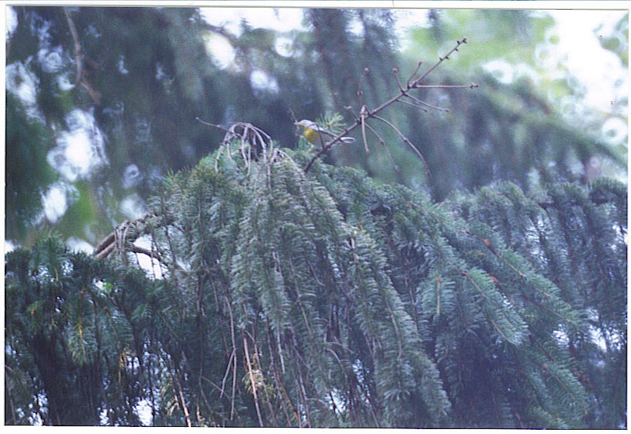 Northern Parula x Yellow-throated Warbler (hybrid) - ML627053085