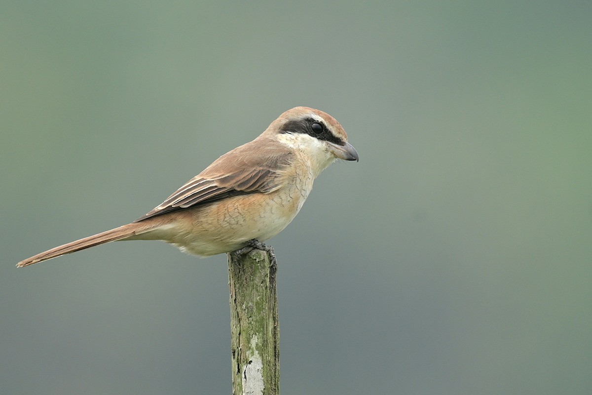 Braunwürger - ML627053095