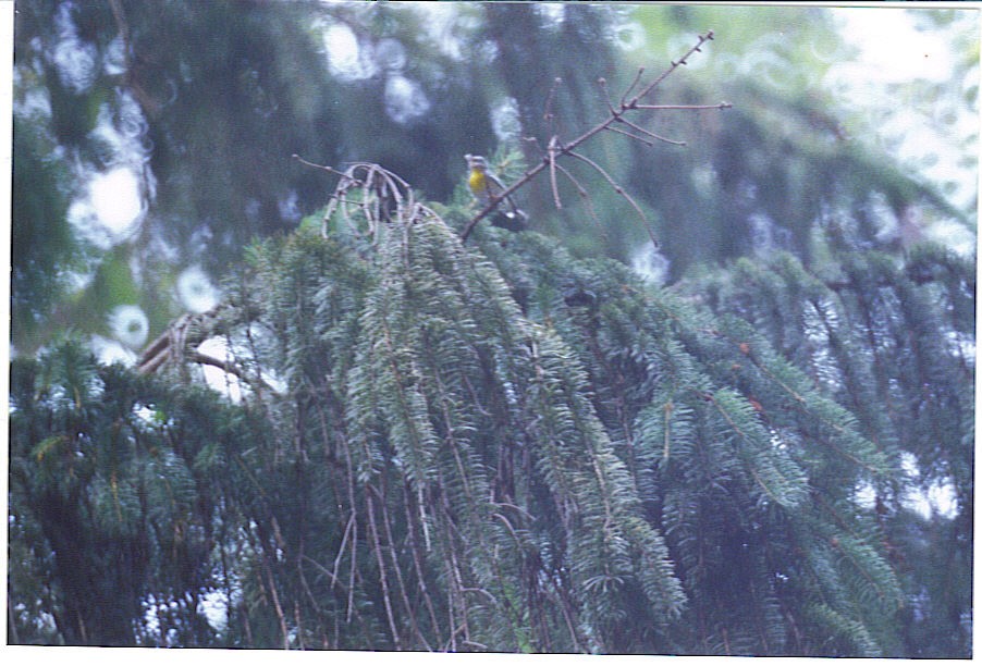 Northern Parula x Yellow-throated Warbler (hybrid) - ML627053097