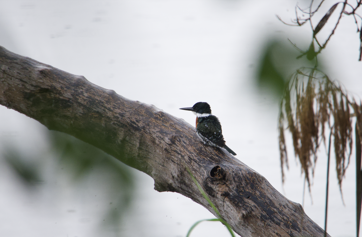 Green Kingfisher - ML627053113