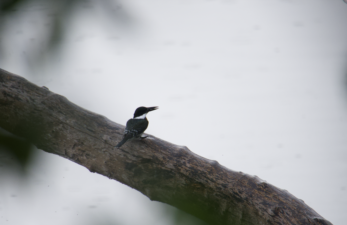 Green Kingfisher - ML627053114