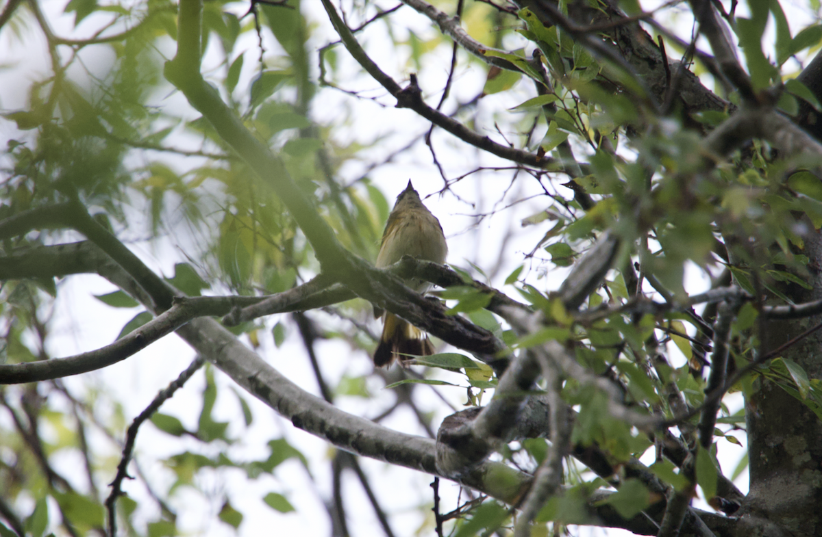 American Redstart - ML627053118