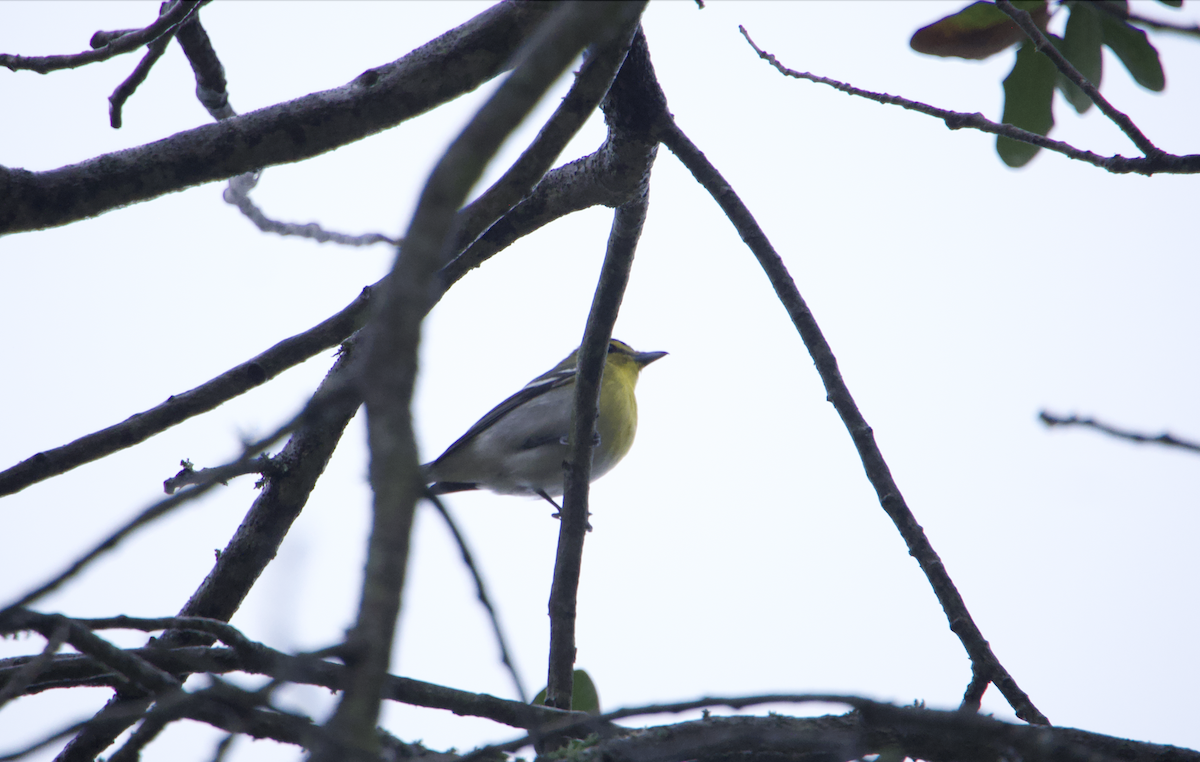 Yellow-throated Vireo - ML627053123