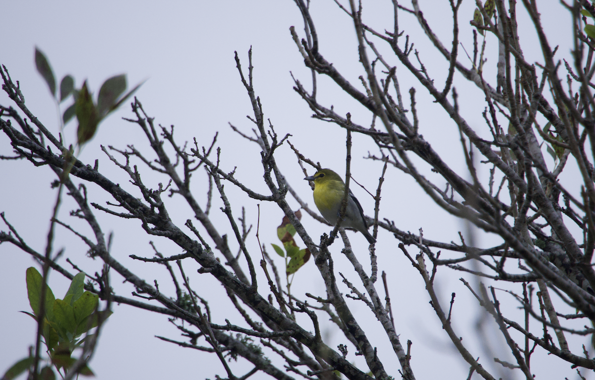 Yellow-throated Vireo - ML627053124