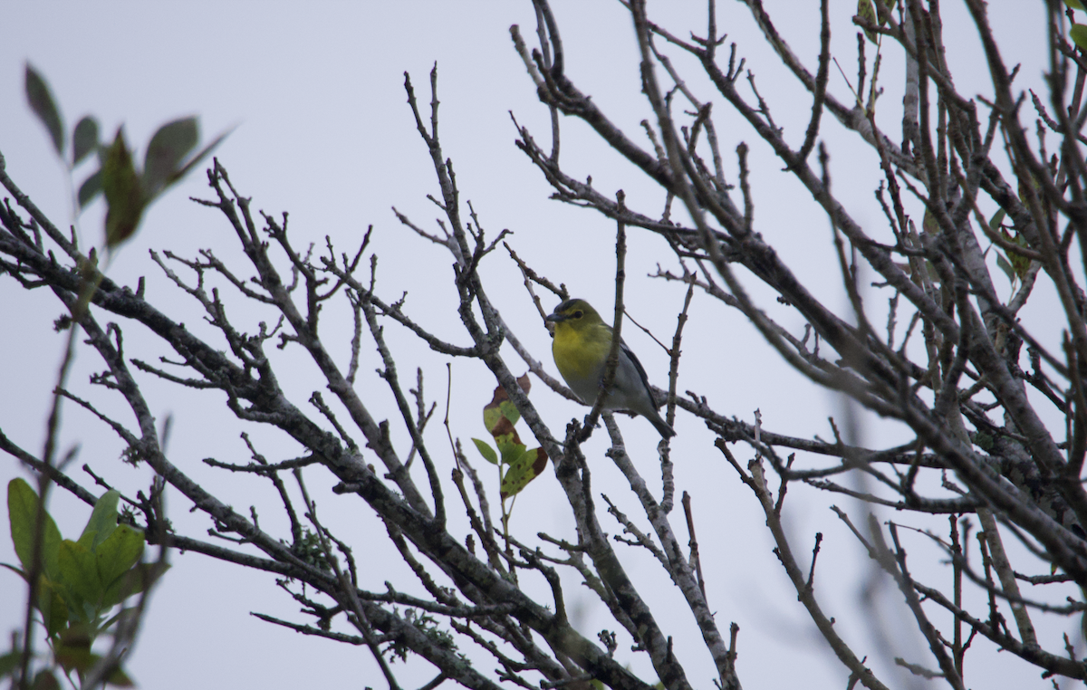 Yellow-throated Vireo - ML627053125