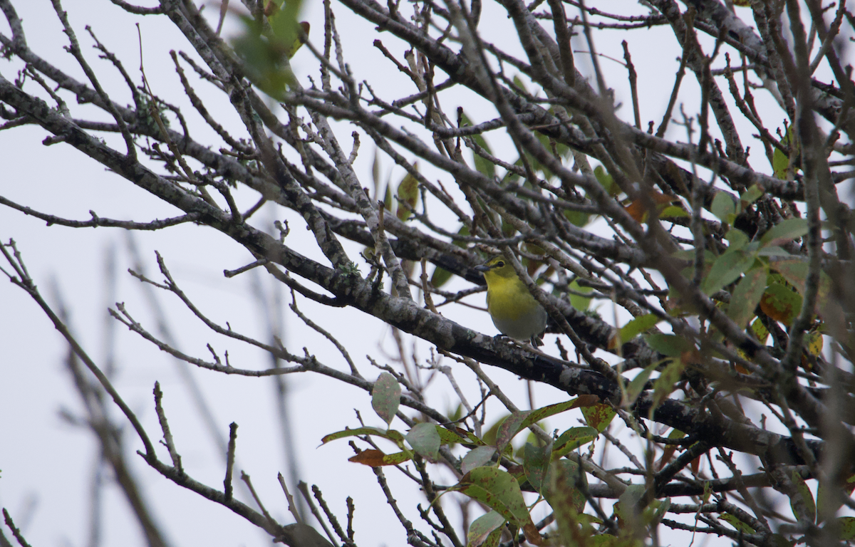 Yellow-throated Vireo - ML627053126