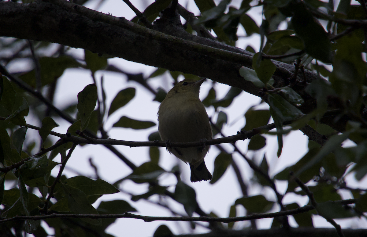 Bay-breasted/Blackpoll Warbler - ML627053128