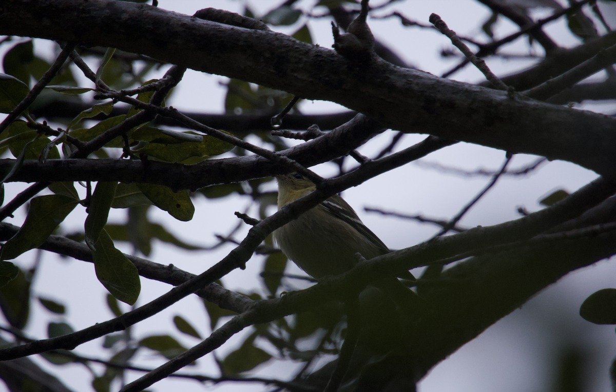 Bay-breasted/Blackpoll Warbler - ML627053129