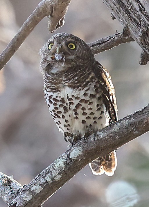 African Barred Owlet - ML627053130