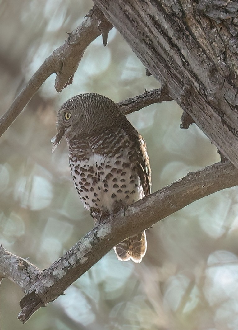 African Barred Owlet - ML627053131